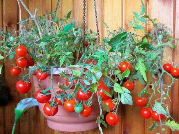 Характеристика и описание сорта томата Клюква в сахаре, его урожайность