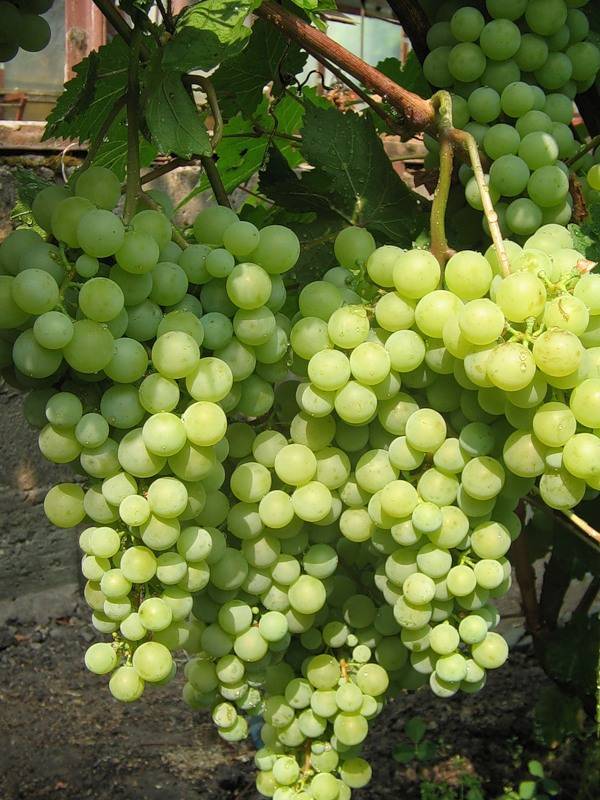 Сорта винограда