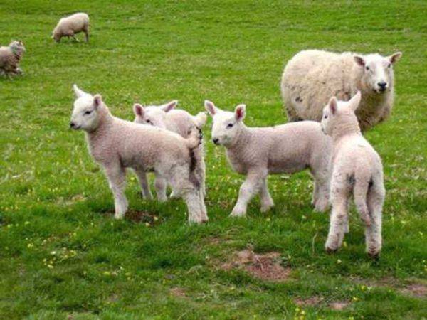 Чем кормить овец? рацион в домашних условиях