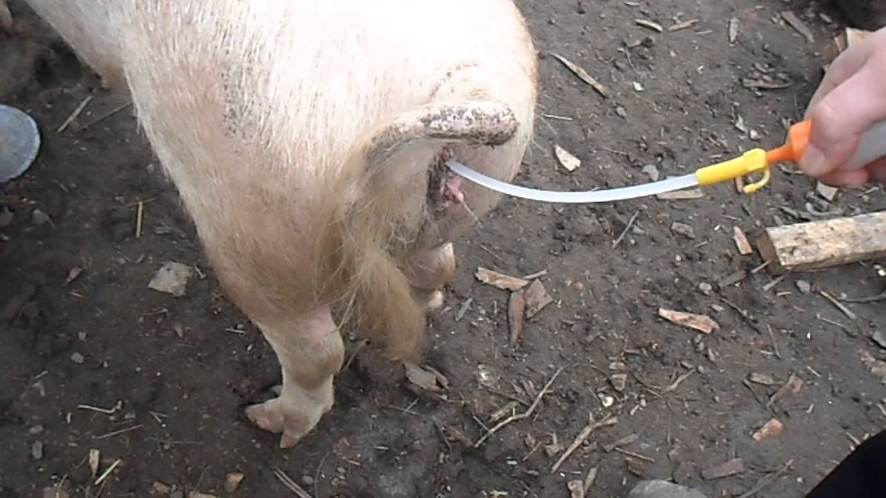 Виды и способы искусственного осеменения свиней в домашних условиях
