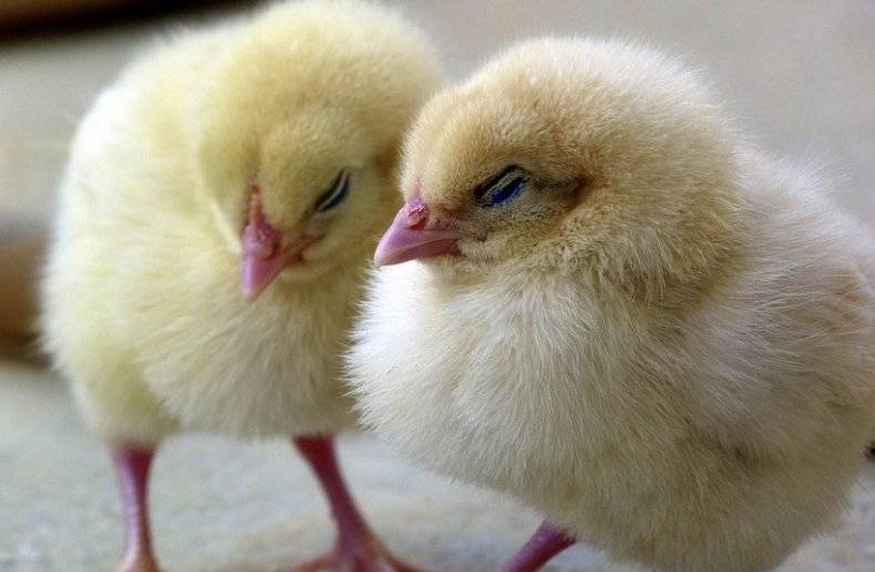 Почему дохнут цыплята и чем их следует лечить?