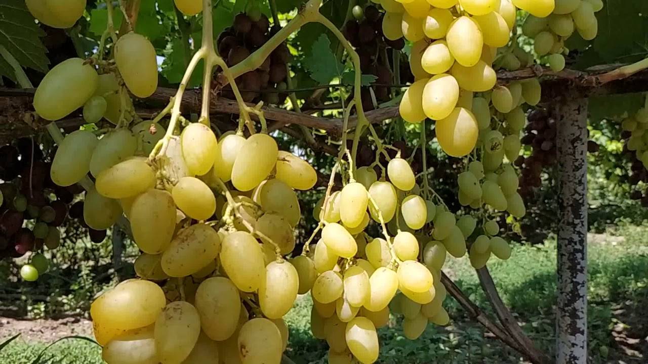 Виноград ландыш: основные характеристики, описание сорта, рекомендации по уходу