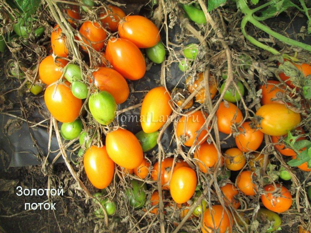 Характеристика и описание сорта томата Золотой поток, его урожайность