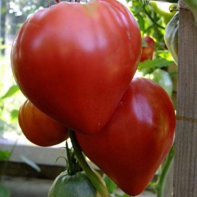 Томат пылающее сердце: описание сорта, характеристики и выращивание с фото