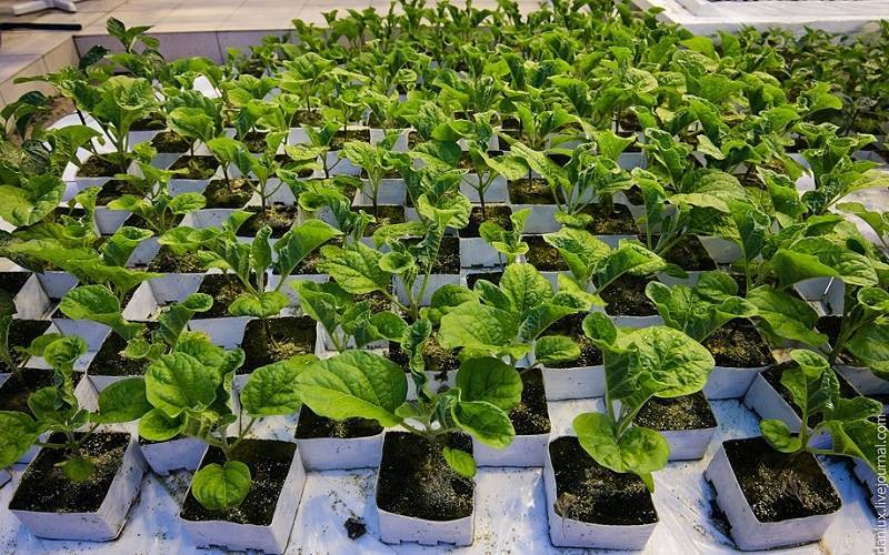 Как правильно выращивать рассаду баклажанов в домашних условиях? основные этапы выращивания с фото