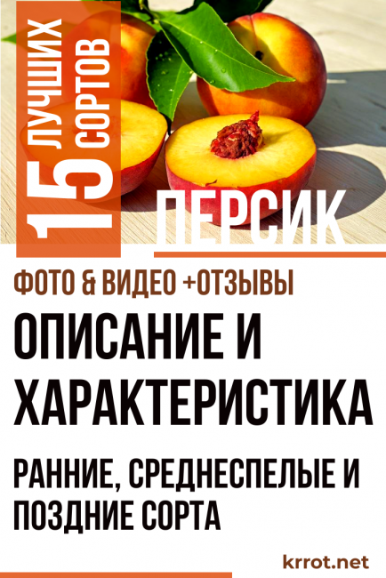 Описание и характеристики сортов и видов персиков, правила выбора для регионов