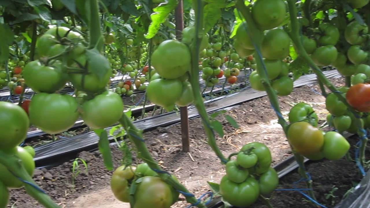 Характеристика сорта томата мелодия f1 и его урожайность