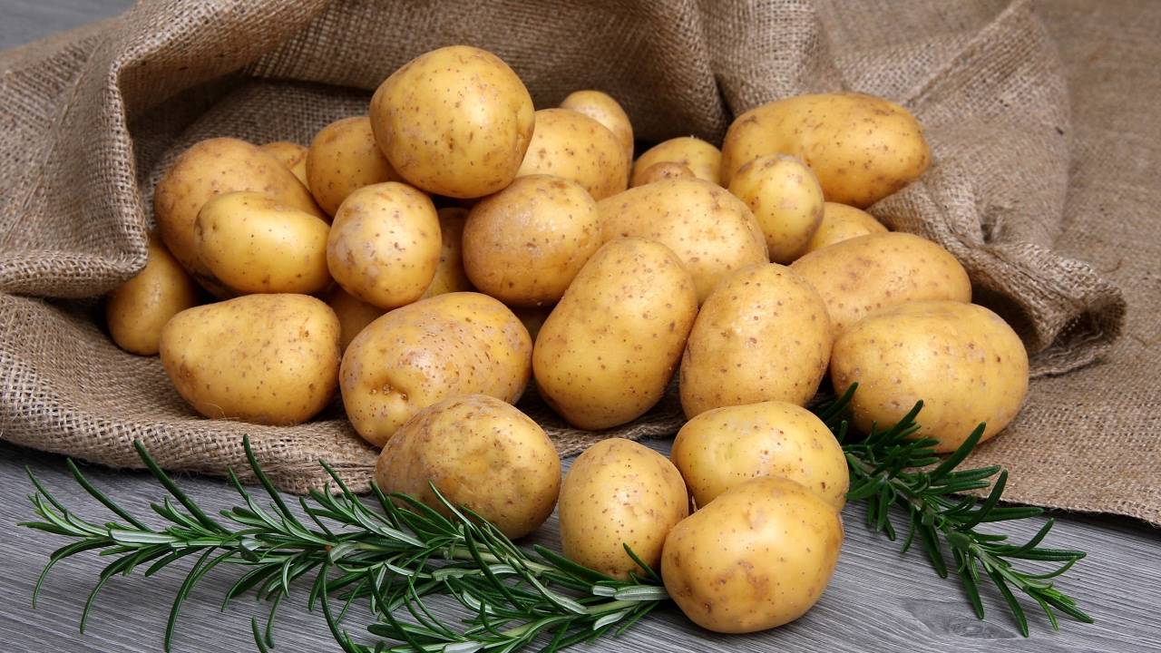Описание сорта картофеля зорачка, особенности выращивания и ухода