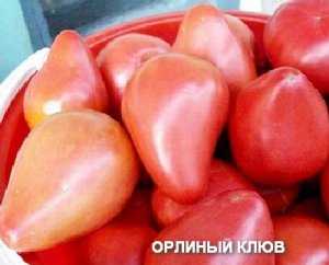Сорт томата орлиный клюв
