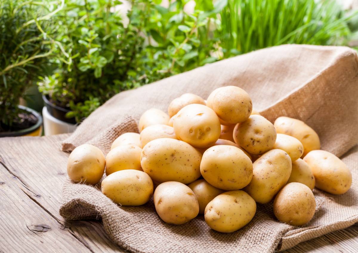 Про картофель «сорокодневку»