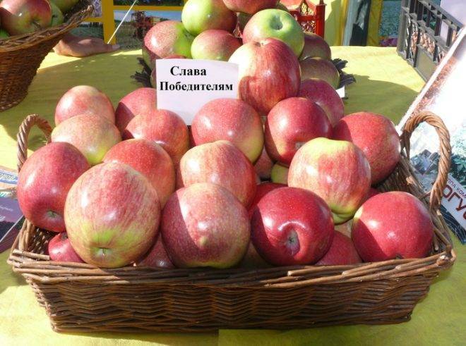 Сорт яблони макинтош: описание, посадка и уход