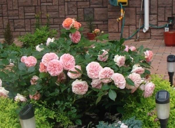 Сорт розы «никколо паганини» — описание вида, фото, выращивание и уход