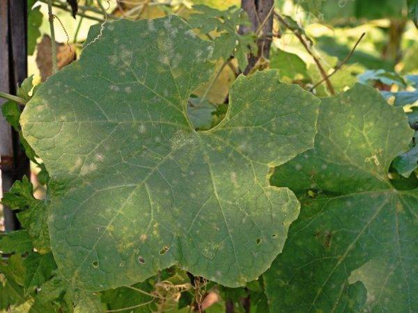 Белые пятна на листьях огурцов: профилактика и лечение