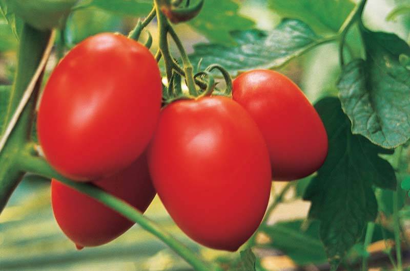 Характеристика и описание сорта томата быстренок, его урожайность