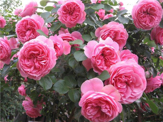 Роза «леонардо да винчи»: описание, выращивание и уход