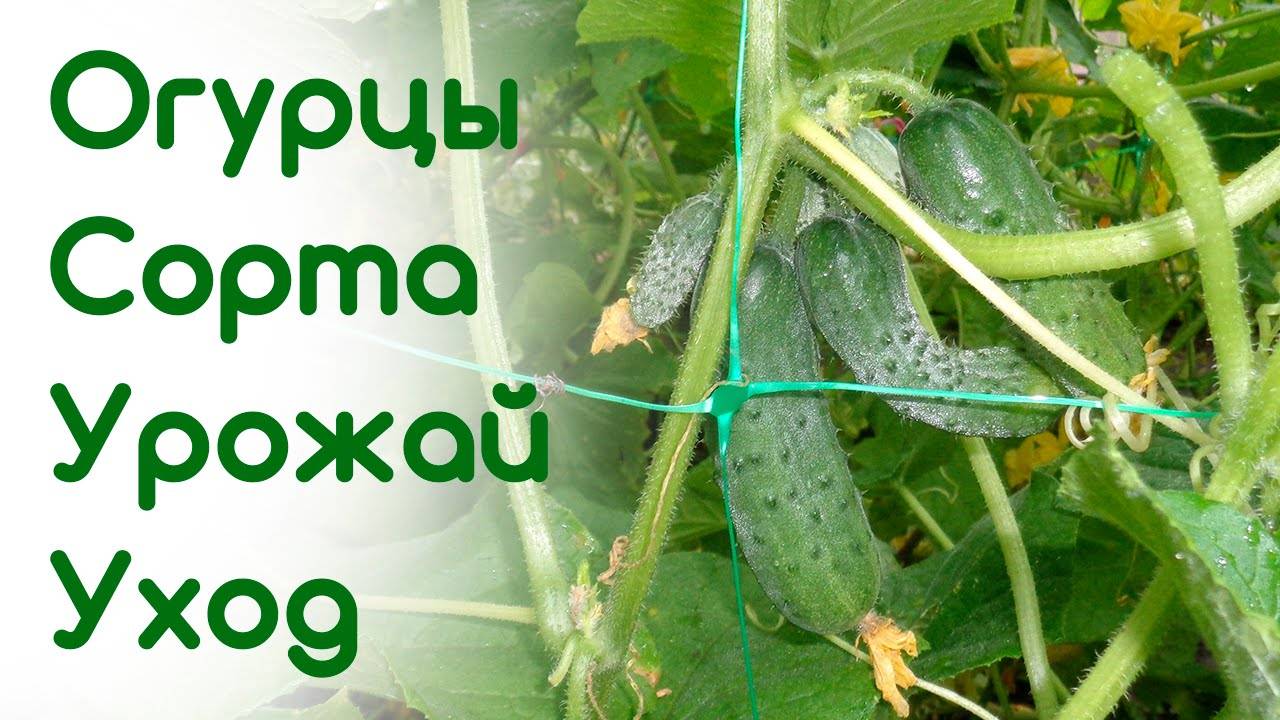 Огурцы мамлюк: особенности сорта, выращивание, уход