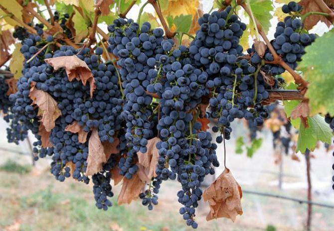 Вино из винорада шираз: описание сорта и характеристики напитка