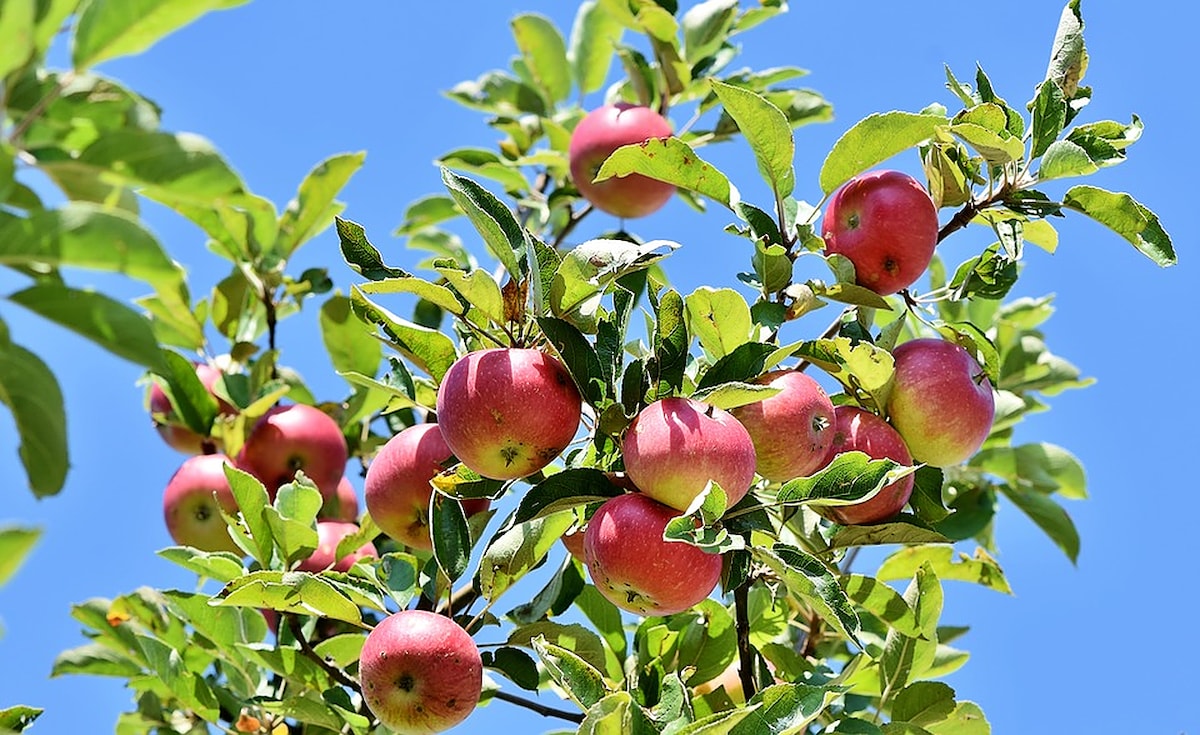 Симптомы и признаки цитоспороза на яблоне, методы лечения и профилактики