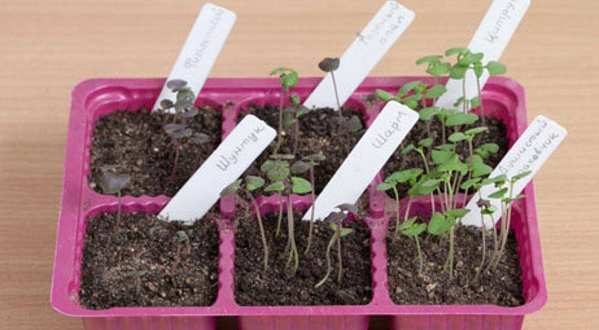 Как вырастить базилик из семян в домашних условиях на рассаду