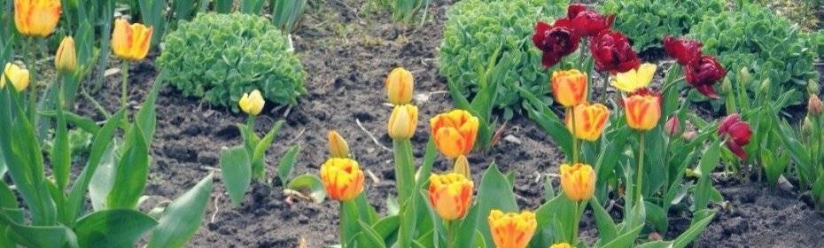 Когда можно пересаживать тюльпаны с одного места на другое?