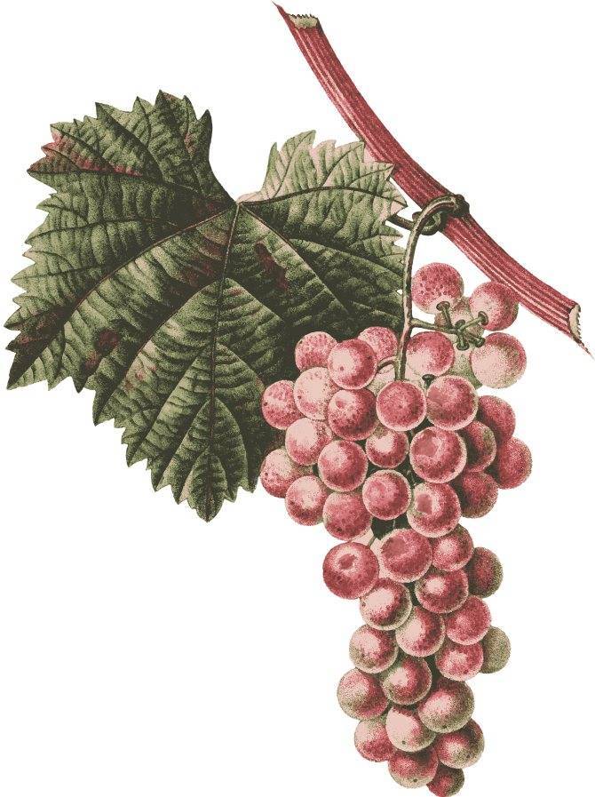 Выращивание винограда дубовский розовый