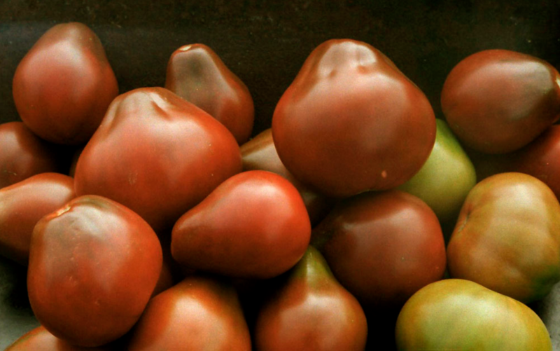 Помидоры сорта груша для салатов и засолки