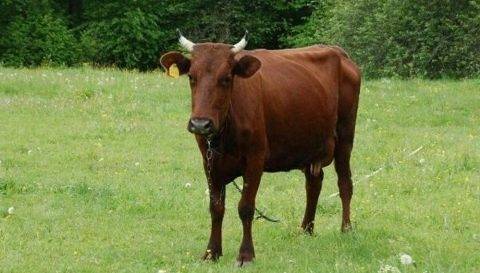 Описание и характеристика коров англерской породы, правила содержания