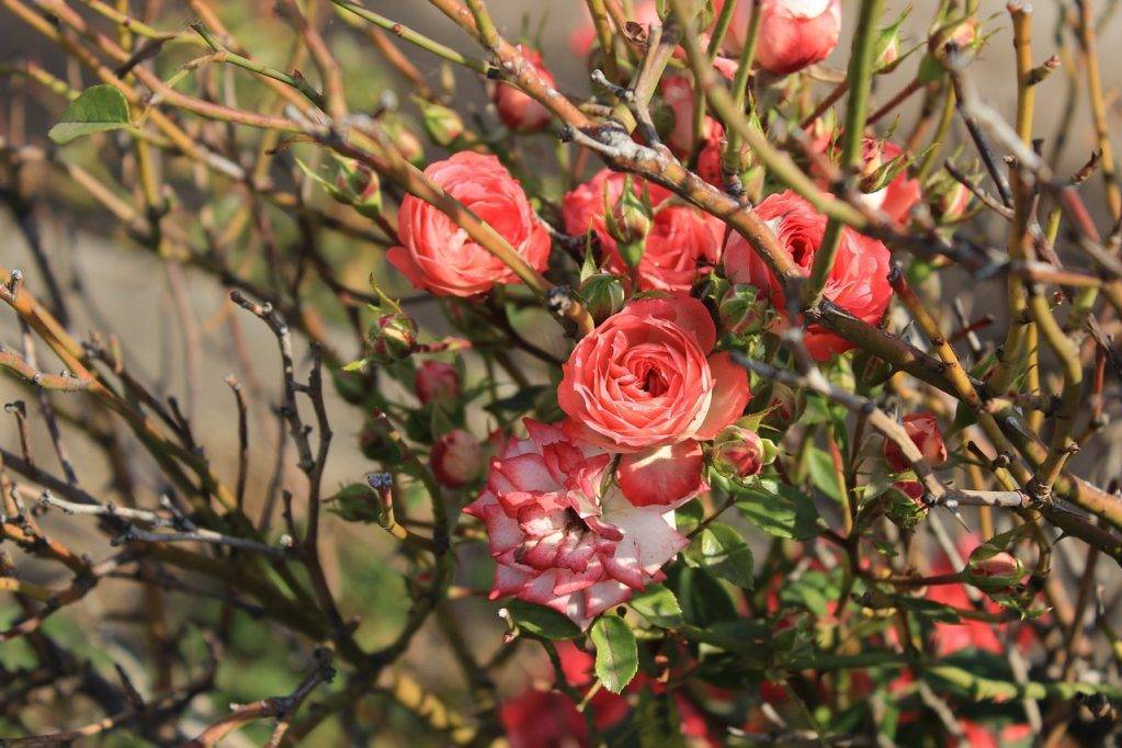 Роза плетистая: посадка и уход в открытом грунте