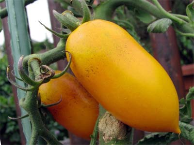 Сорт томатов золотая рыбка — описание и правила выращивания
