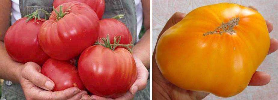 Данко — томат с пылающим сердцем