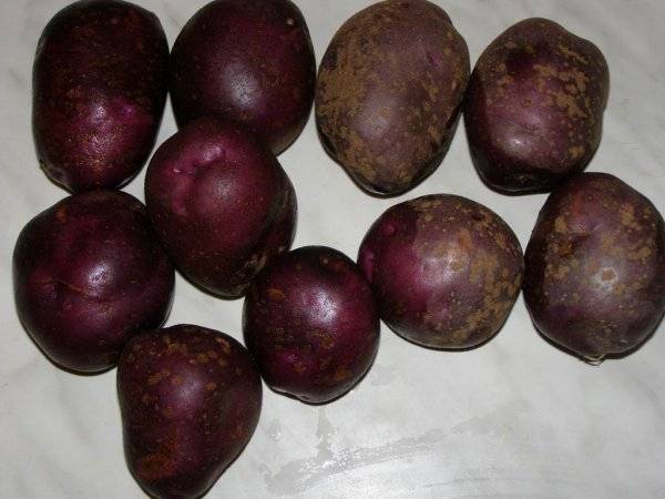 Китайское суперраннее чудо — картофель «киранда»: описание сорта и фото