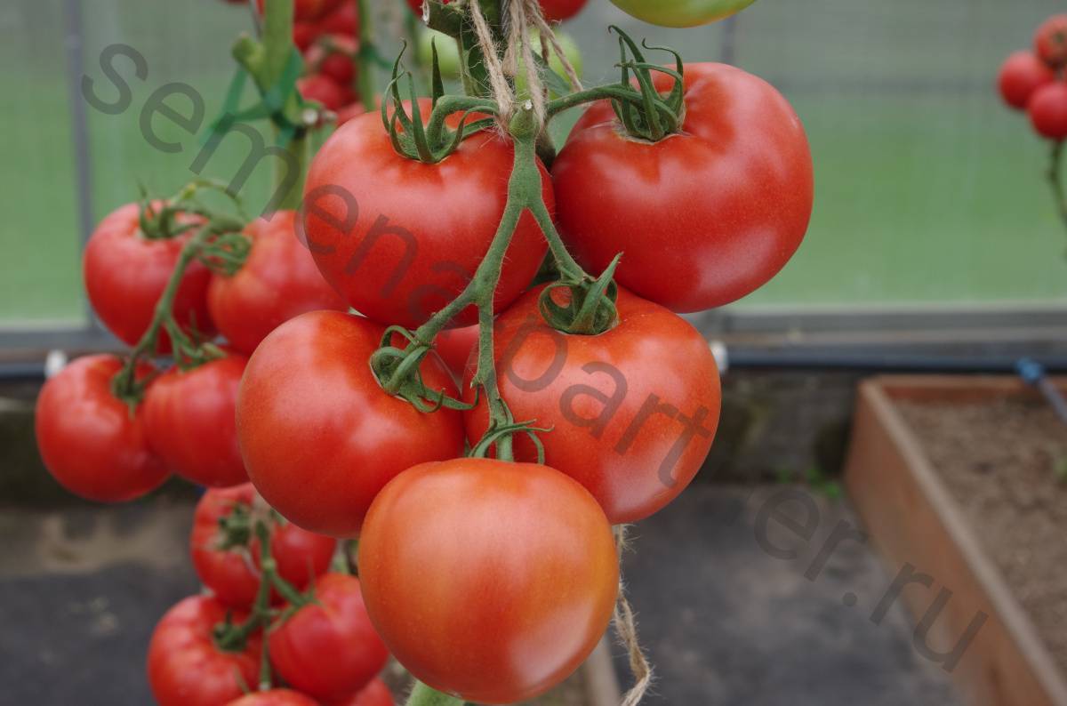 Описание сорта томата министр, его характеристика и урожайность