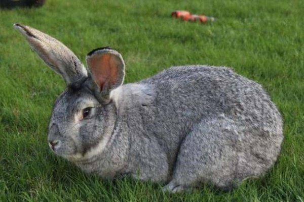 Описание и характеристики кроликов породы фландр, уход в домашних условиях