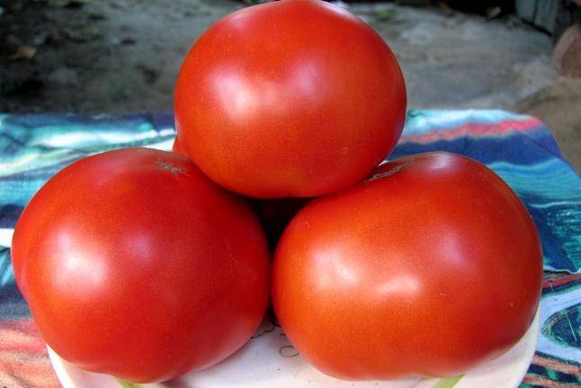 Крайний север — томат для регионов рискованного земледелия