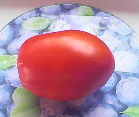 Томат гусиное яйцо: 7 особенностей сорта, уход и выращивание