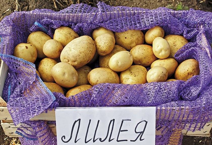 Описание сорта картофеля Елизавета, особенности выращивания и ухода