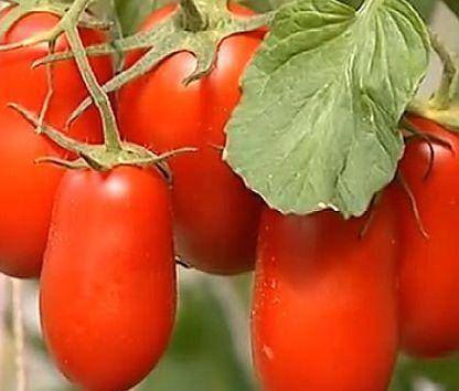 Получаем максимальный урожай при минимальных затратах сил — томат «чудо лентяя»