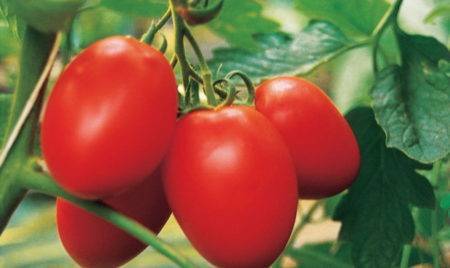 Описание сорта томата Чернослив, рекомендации по выращиванию и уходу