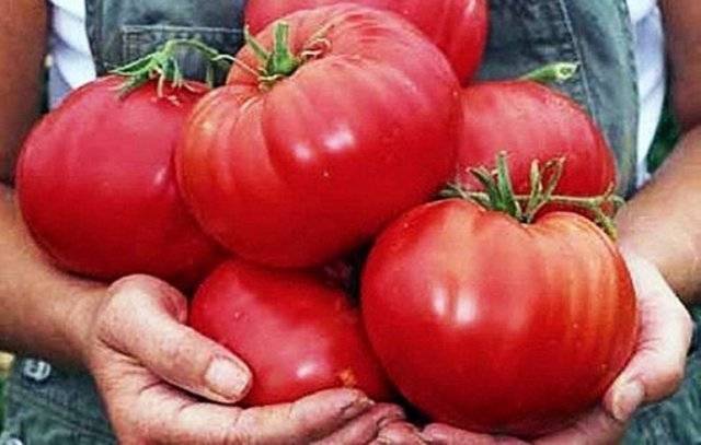 Крупноплодный и вкусный томат «оранжевый гигант»: описание сорта, выращивание, фото плодов-помидоров