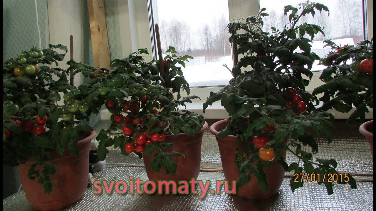 Выращивание помидоров в горшках в домашних условиях
