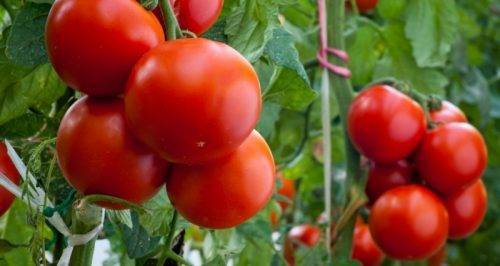 Сорт томата «воловье ухо»: фото, отзывы, описание, характеристика, урожайность