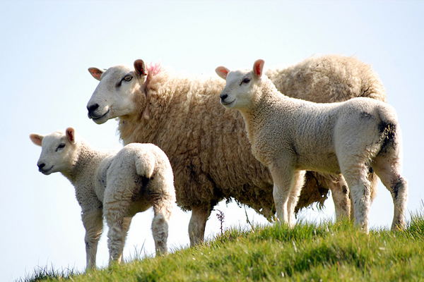 Случка овец: естественное и искусственное осеменение овец