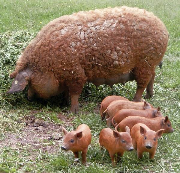 Свиньи породы венгерская мангалица