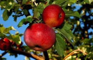 Дегустационная оценка яблок по сортам