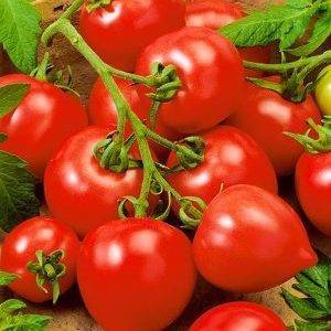 Описание и выращивание томата «любовь земная» для открытого грунта