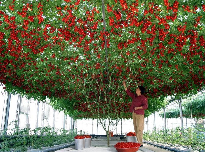 Выращивание помидорного дерева в открытом грунте и уход за ним