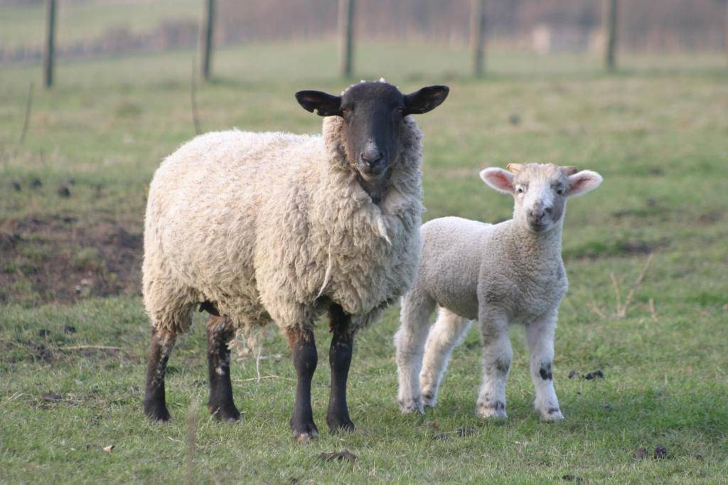 Болезни овец: симптомы, лечение и профилактика самых распространенных заболеваний. 70 фото и видео способов и методов лечения