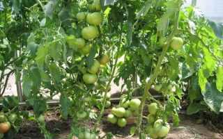 Сорт (гибрид) томатов «тайфун f1»: описание, характеристика, урожайность, фото и видео