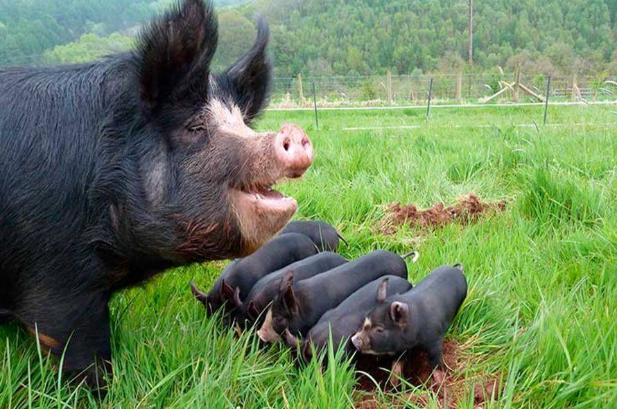 Крупная черная порода свиней