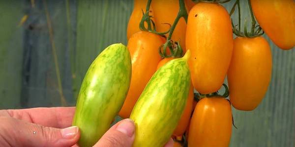 Необычные гости на ваших грядках — томаты «банан оранжевый»